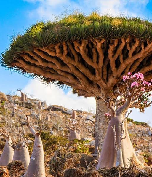 شرطة سقطرى تضبط متهماً بقضية الحريق العمد وتحيله إلى النيابة Image